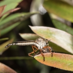 Cerdistus sp. (genus) (Yellow Slender Robber Fly) at Macgregor, ACT - 25 Nov 2021 by Roger