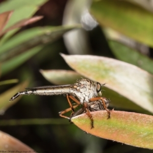 Cerdistus sp. (genus) at Macgregor, ACT - 25 Nov 2021