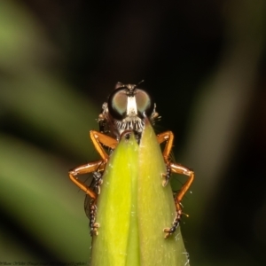 Cerdistus sp. (genus) at Macgregor, ACT - 25 Nov 2021