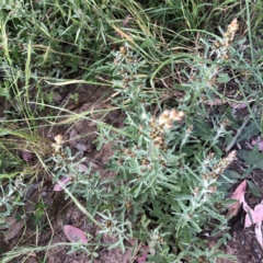 Gamochaeta calviceps (Narrowleaf Purple Everlasting) at Garran, ACT - 18 Nov 2020 by ruthkerruish