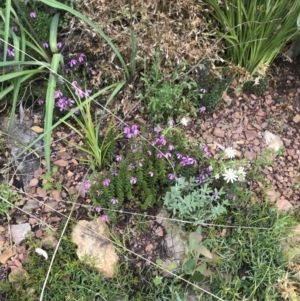 Tetratheca bauerifolia at Cotter River, ACT - 23 Nov 2021