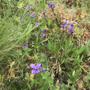 Viola betonicifolia at Cotter River, ACT - 23 Nov 2021