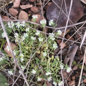 Poranthera microphylla at Cotter River, ACT - 23 Nov 2021 04:55 PM