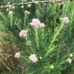 Cassinia longifolia at Cotter River, ACT - 23 Nov 2021 04:55 PM