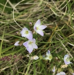 Veronica gracilis (Slender Speedwell) at Cotter River, ACT - 23 Nov 2021 by BrianH