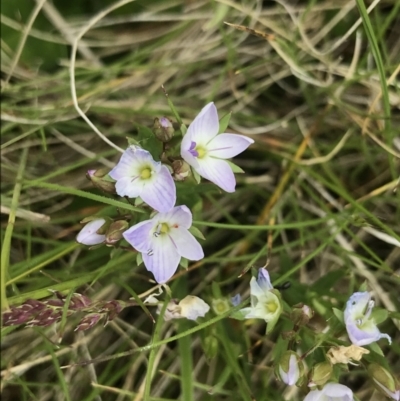 Veronica gracilis (Slender Speedwell) at Cotter River, ACT - 23 Nov 2021 by BrianH