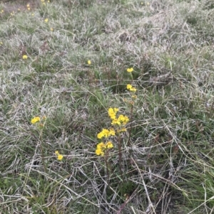 Senecio pinnatifolius var. alpinus at Cotter River, ACT - 23 Nov 2021 06:03 PM