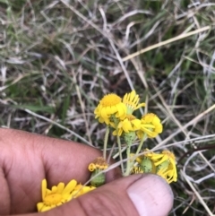 Senecio pinnatifolius var. alpinus at Cotter River, ACT - 23 Nov 2021 06:03 PM