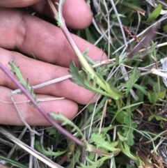 Senecio pinnatifolius var. alpinus at Cotter River, ACT - 23 Nov 2021