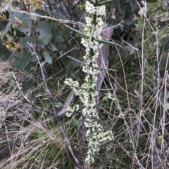 Discaria pubescens (Australian Anchor Plant) at Cotter River, ACT - 24 Nov 2021 by BrianH