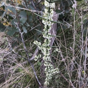 Discaria pubescens at Cotter River, ACT - 24 Nov 2021 08:51 AM