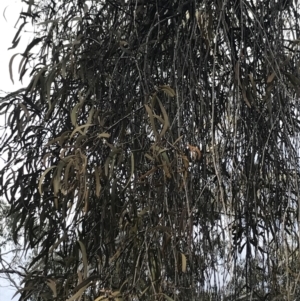 Amyema sp. at Cotter River, ACT - 10 Nov 2021