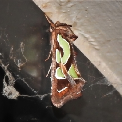 Cosmodes elegans (Green Blotched Moth) at Wanniassa, ACT - 24 Nov 2021 by JohnBundock