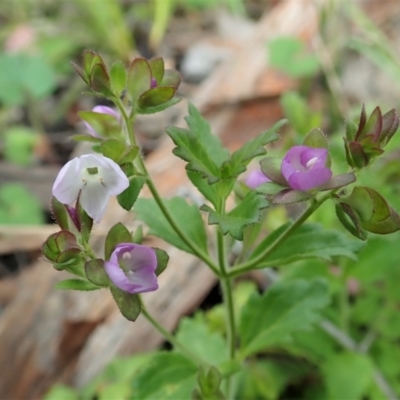 Veronica calycina (Hairy Speedwell) at Mount Painter - 22 Oct 2021 by CathB