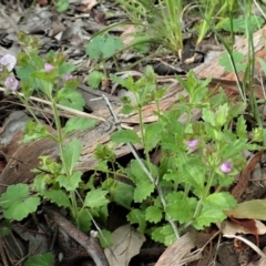 Veronica calycina at Cook, ACT - 22 Oct 2021