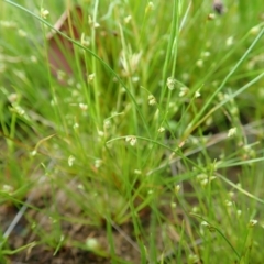 Isolepis sp. (Club-rush) at Mount Painter - 22 Oct 2021 by CathB