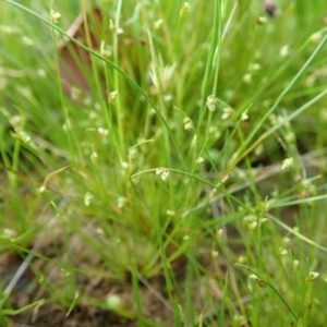 Isolepis sp. at Cook, ACT - 22 Oct 2021