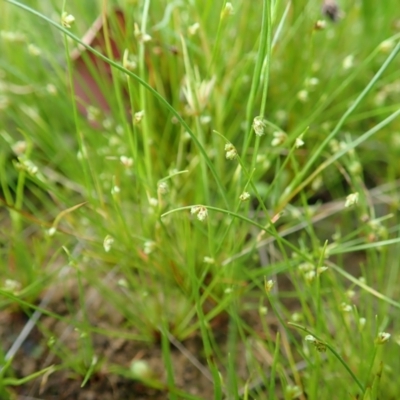 Isolepis sp. (Club-rush) at Cook, ACT - 22 Oct 2021 by CathB