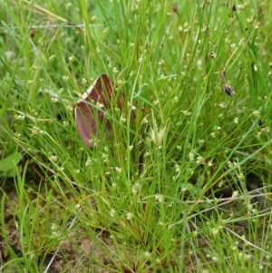 Isolepis sp. at Cook, ACT - 22 Oct 2021 04:17 PM