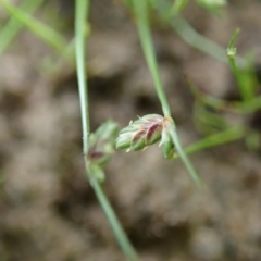 Isolepis sp. at Cook, ACT - 22 Oct 2021