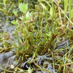 Isolepis levynsiana (Tiny Flat-sedge) at Mount Painter - 23 Nov 2021 by CathB