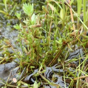 Isolepis levynsiana at Cook, ACT - 23 Nov 2021