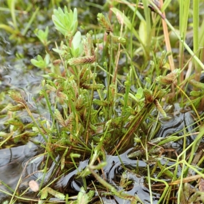 Isolepis levynsiana (Tiny Flat-sedge) at Mount Painter - 23 Nov 2021 by CathB