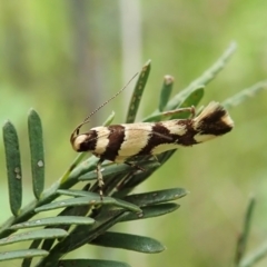 Macrobathra desmotoma ( A Cosmet moth) at Cook, ACT - 23 Nov 2021 by CathB