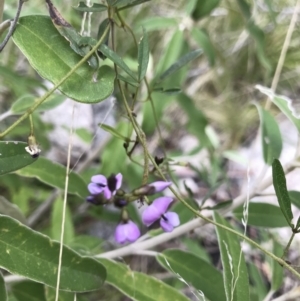 Glycine clandestina at Cotter River, ACT - 23 Nov 2021 11:53 AM