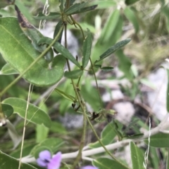 Glycine clandestina at Cotter River, ACT - 23 Nov 2021 11:53 AM