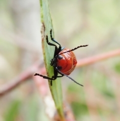 Aporocera (Aporocera) haematodes (A case bearing leaf beetle) at Cook, ACT - 23 Nov 2021 by CathB