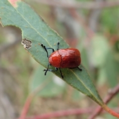 Aporocera (Aporocera) haematodes at Cook, ACT - 23 Nov 2021