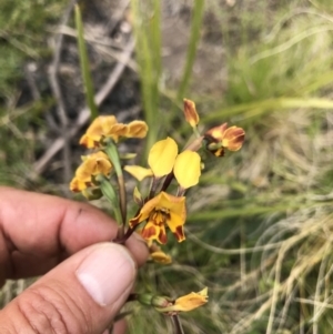 Diuris semilunulata at Tennent, ACT - suppressed