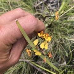 Diuris semilunulata at Tennent, ACT - 23 Nov 2021