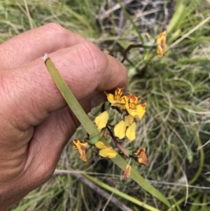 Diuris semilunulata at Tennent, ACT - suppressed