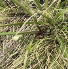 Diuris semilunulata at Tennent, ACT - suppressed