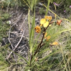 Diuris semilunulata at Tennent, ACT - suppressed