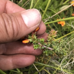 Pultenaea procumbens at Tennent, ACT - 23 Nov 2021