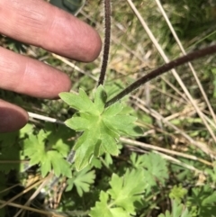 Ranunculus lappaceus at Tennent, ACT - 23 Nov 2021