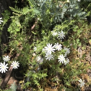 Stellaria pungens at Tennent, ACT - 23 Nov 2021