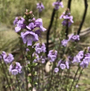 Euphrasia collina at Cotter River, ACT - 23 Nov 2021 12:41 PM