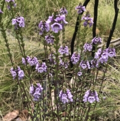 Euphrasia collina at Cotter River, ACT - 23 Nov 2021 12:41 PM