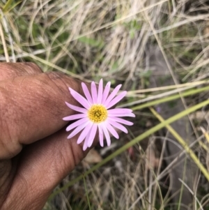 Calotis scabiosifolia var. integrifolia at Cotter River, ACT - 23 Nov 2021