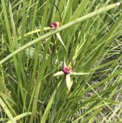 Caladenia montana (Mountain Spider Orchid) at Cotter River, ACT - 23 Nov 2021 by BrianH