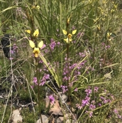 Diuris sulphurea (Tiger Orchid) at Cotter River, ACT - 23 Nov 2021 by BrianH