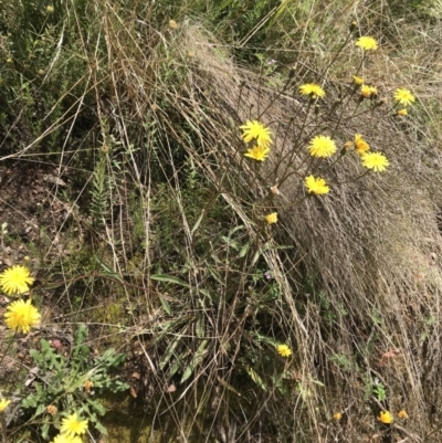 Picris angustifolia subsp. merxmuelleri at Cotter River, ACT - 23 Nov 2021 by BrianH