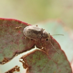 Edusella sp. (genus) (A leaf beetle) at Cook, ACT - 23 Nov 2021 by CathB