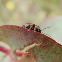 Edusella sp. (genus) at Cook, ACT - 23 Nov 2021