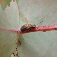 Edusella sp. (genus) at Cook, ACT - 23 Nov 2021