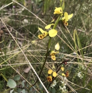 Diuris sulphurea at Cotter River, ACT - suppressed